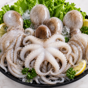 CEPHALOPOD