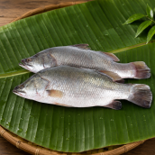 FARM FISH