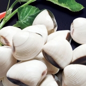 BIVALVES