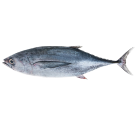 LONG TAIL TUNA