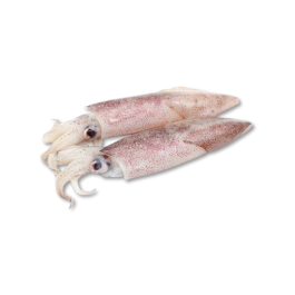 SQUID