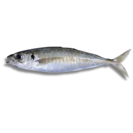 ROUND SCAD