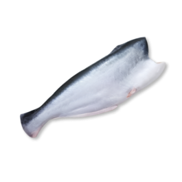 PANGASIUS HGT