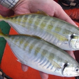 YELLOW TAIL SCAD