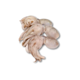 BABY OCTOPUS