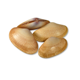 YELLOW CLAM