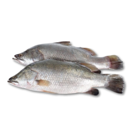 BARRAMUNDI