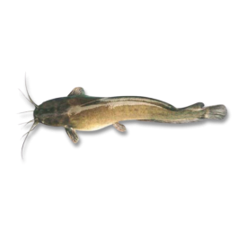 CATFISH