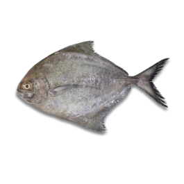 BLACK POMFRET