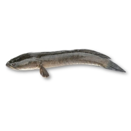 SNEAKHEAD FISH