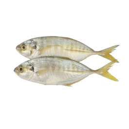 YELLOWTAIL SCAD