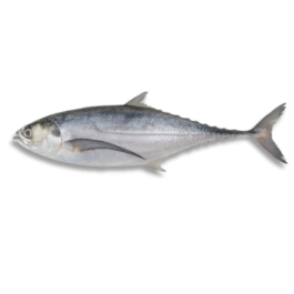 HORSE MACKEREL