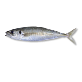 ROUND SCAD