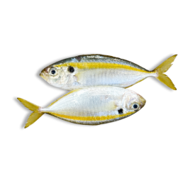 YELLOWSTRIPE TREVALLY SCAD