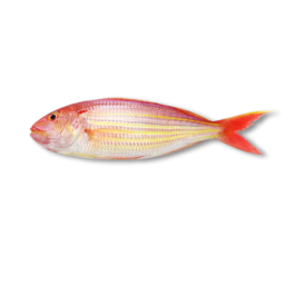 THREADFIN BREAM