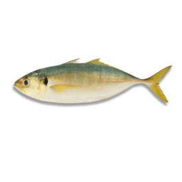 YELLOWTAIL SCAD