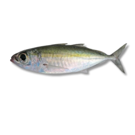 BIG EYE SCAD