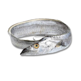RIBBON FISH