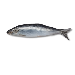 SARDINE