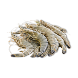 HEAD ON SHELL ON BLACK TIGER SHRIMP