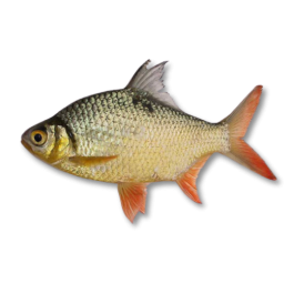 TINFOIL BARB