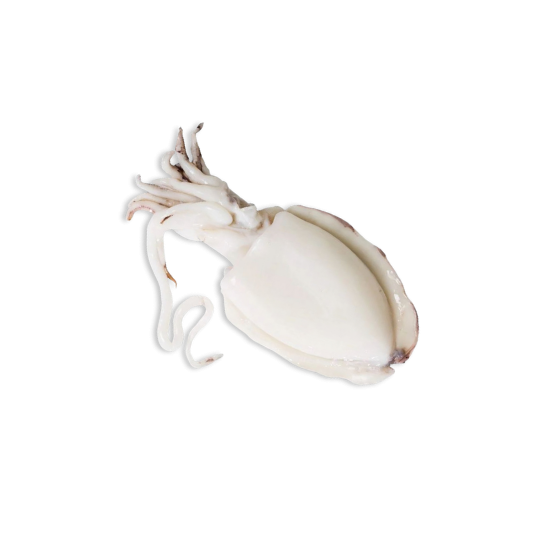 CUTTLEFISH