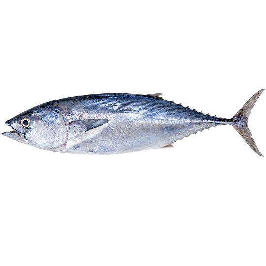 BONITO TUNA