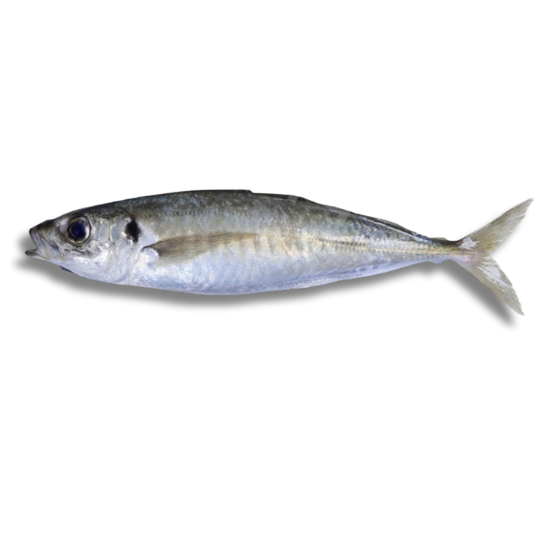 ROUND SCAD