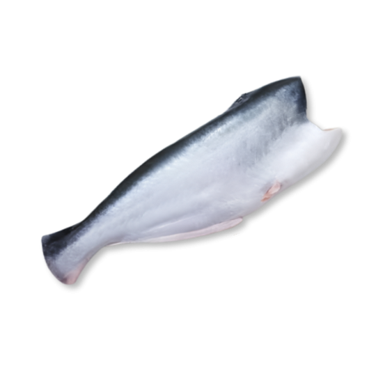 PANGASIUS HGT