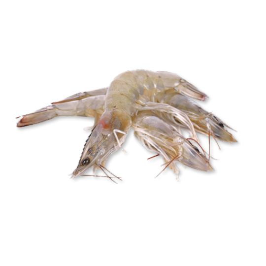 HEAD ON SHELL ON VANNAMEI SHRIMP