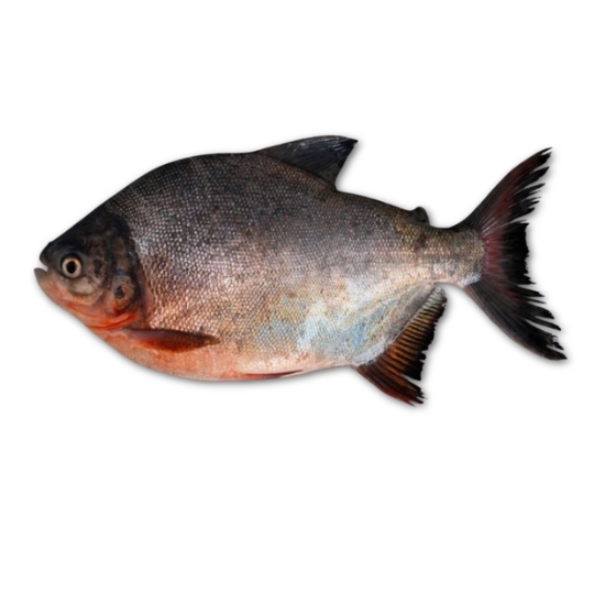 RED PACU/ RED POMFRET
