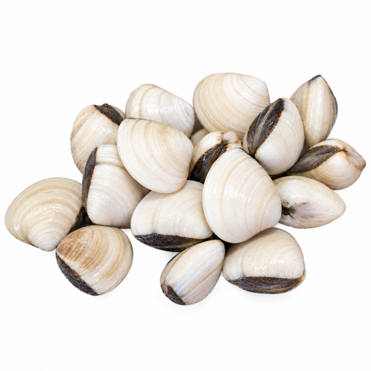 WHITE CLAM