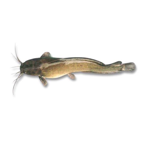 CATFISH