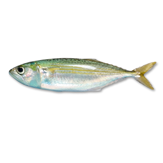 INDIAN MACKEREL