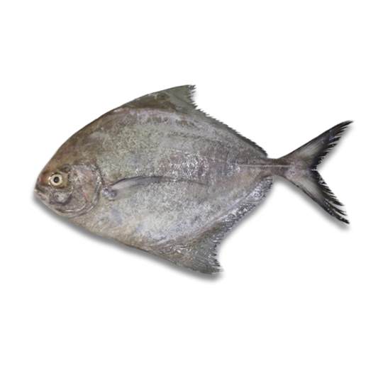 BLACK POMFRET