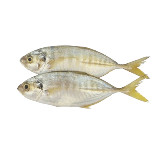 YELLOWTAIL SCAD