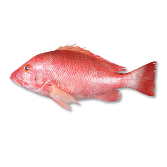 RED SNAPPER