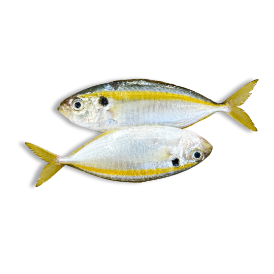 YELLOWSTRIPE TREVALLY SCAD