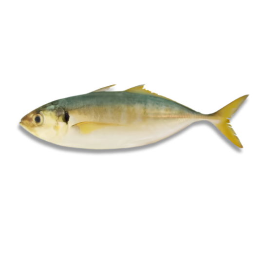YELLOWTAIL SCAD