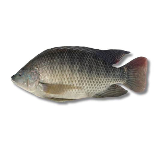 KOI FISH