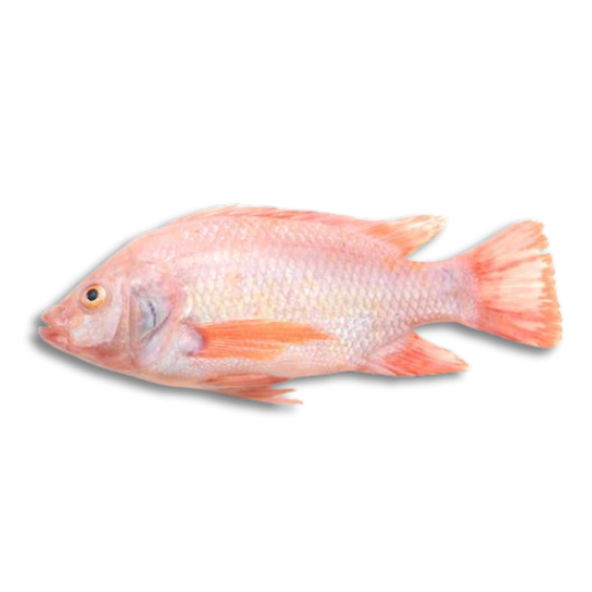 RED TILAPIA