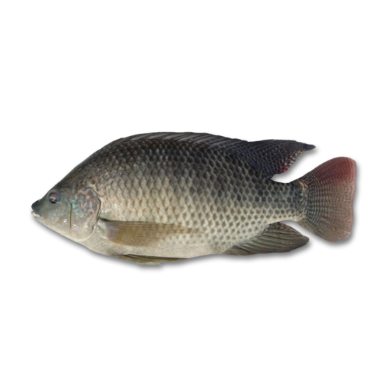 BLACK TILAPIA