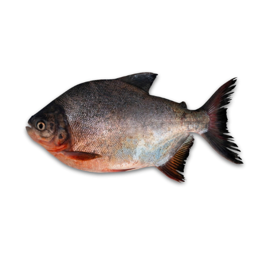 RED POMFRET