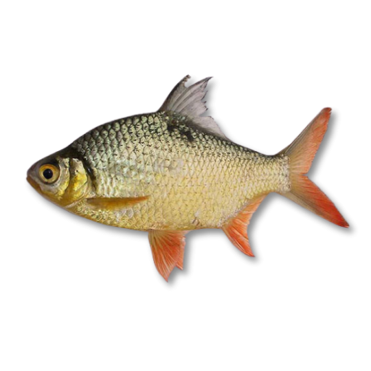 TINFOIL BARB